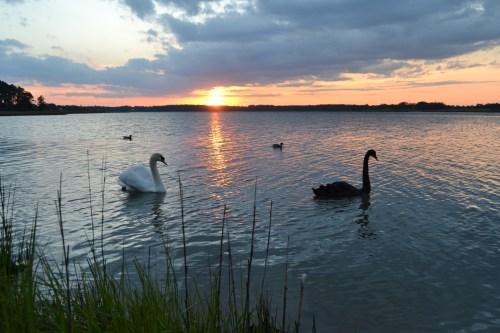 bride swan groom swan