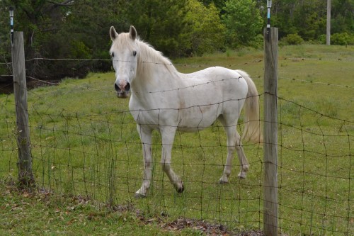 fence and horse2