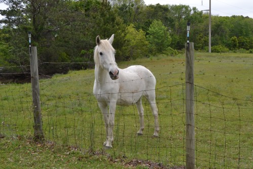 fence and horse2a