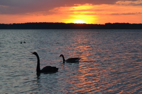 goodnight groom swan