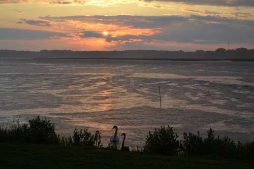 sunset and swans