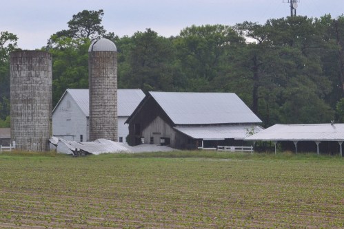 yeoman barn collapsed-001