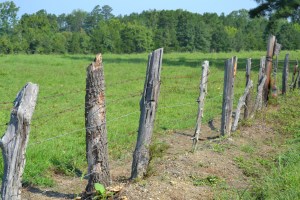 fence posts made of trees | these days of mine