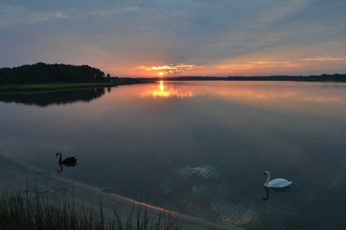 sunset sand swans