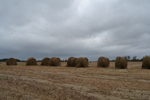baled peanut vines