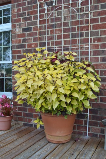 coleus