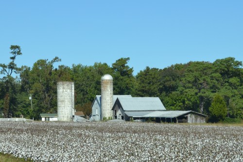 cotton field yeoman barn