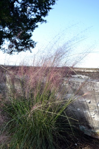 muhly