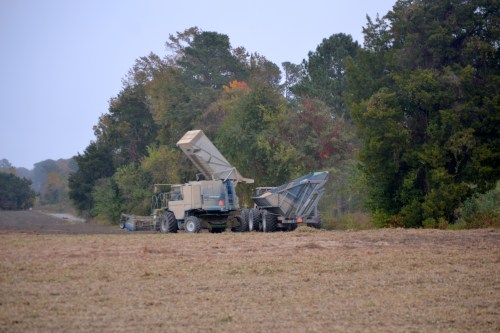 peanut picker2