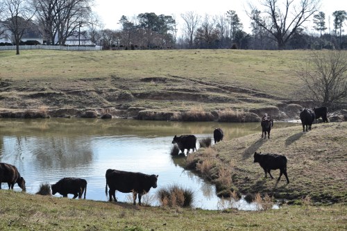 cows and pond_Snapseed