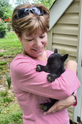 db baby goat_Snapseed