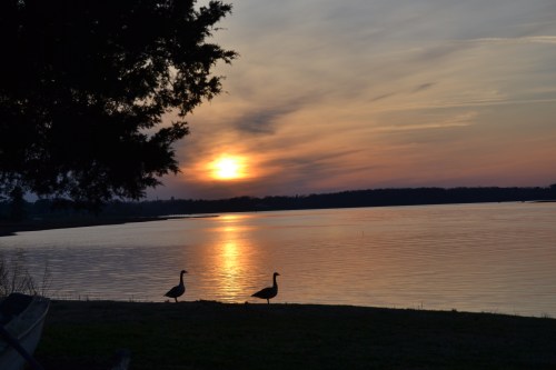 geese and sunset