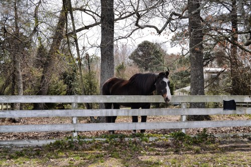 surry horse1_Snapseed