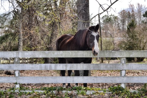 surry horse3_Snapseed