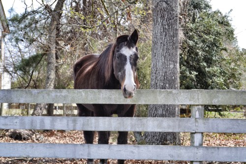 surry horse4_Snapseed