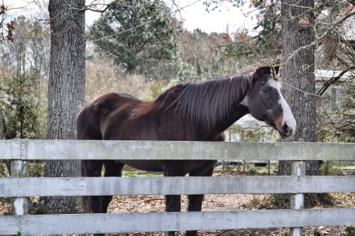 surry horse5_Snapseed