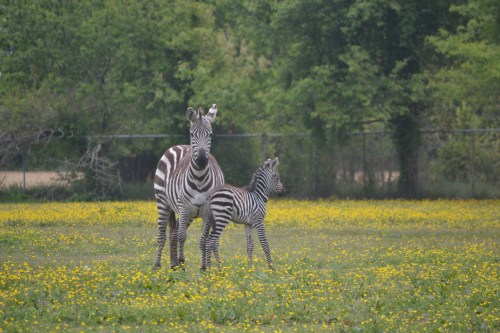 zebra and  mom