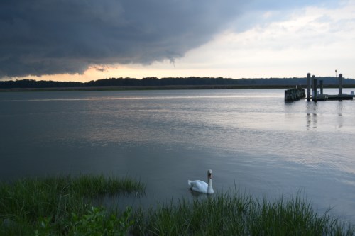 bride swan and storm clouds