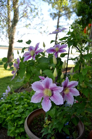 clematis