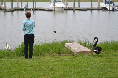 db groom swan and bride swan