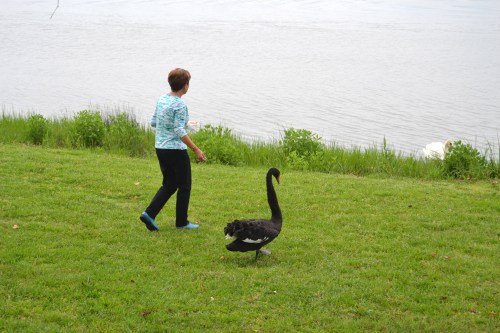 db walking with groom swan