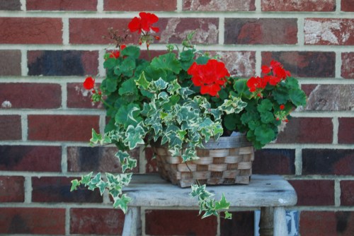 geraniums and ivy 2009 9-14-2009 9-54-37 AM