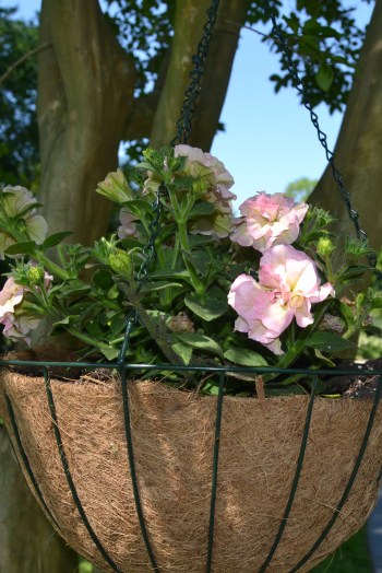 heirloom petunia basket