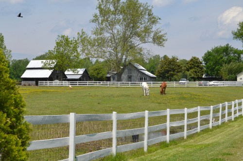 horses and barns