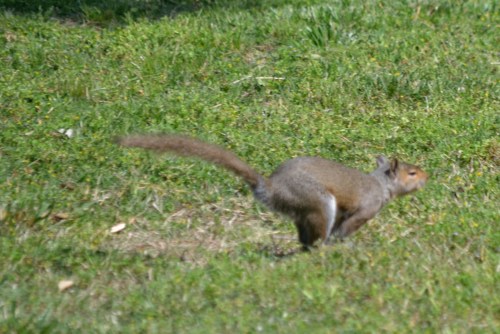 squirrel running
