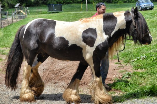 travis and gypsy1_Snapseed