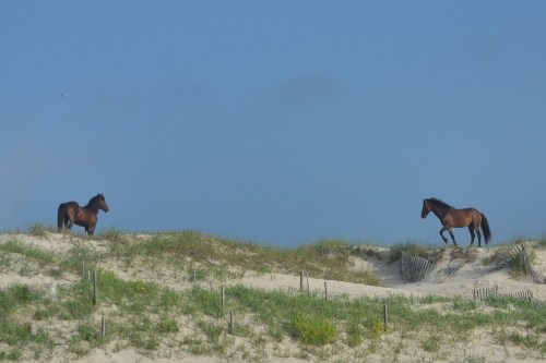 2 stallions 6-23-2013 7-08-40 AM_Snapseed