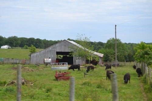 barn and cows