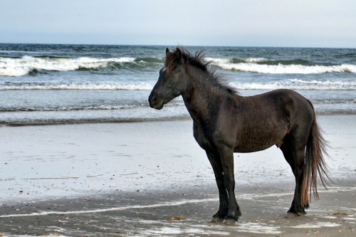 black horse_Snapseed