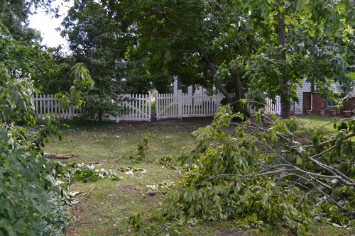 downed limbs and fence