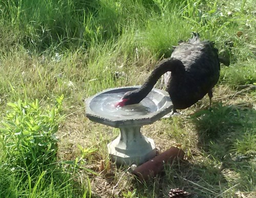 groom swan and bird bath