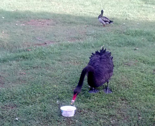 groom swan cool whip bowl