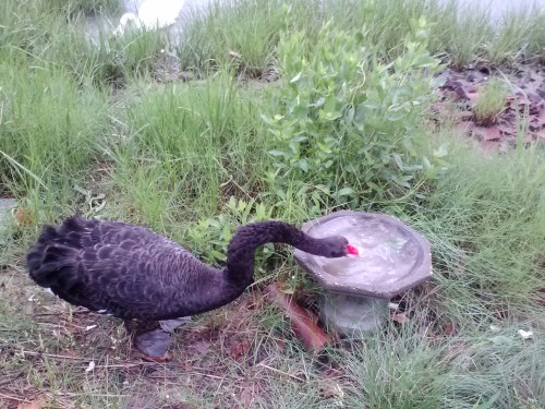 groom swan dipping bread