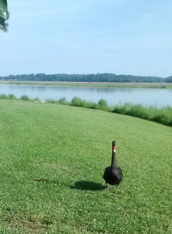 groom swan walking