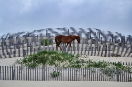 horse and fence1 6-22-2013 4-15-04 PM_Snapseed