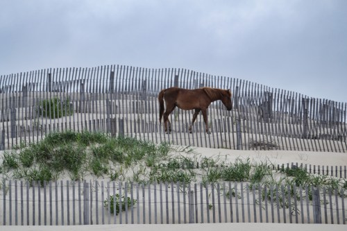 horse and fence2 6-22-2013 4-15-11 PM_Snapseed