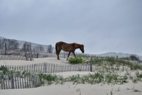 horse and fence3 6-22-2013 4-15-19 PM_Snapseed