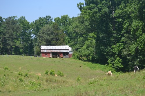 horse barn and hills