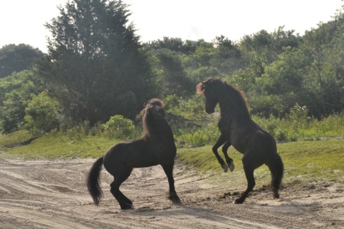 horse rearing 6-23-2013 7-49-29 AM_Snapseed