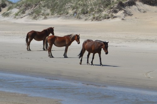 horses on beach