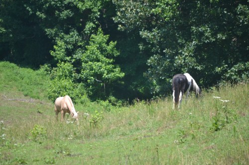 horses1 6-15-2013 11-19-25 AM