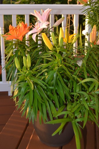 lillies 6-5-2013 6-02-37 AM