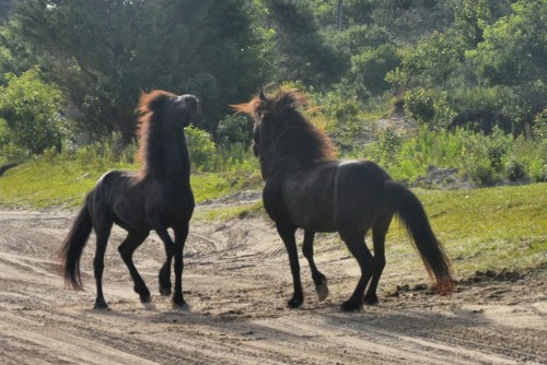 manes 6-23-2013 7-49-37 AM_Snapseed