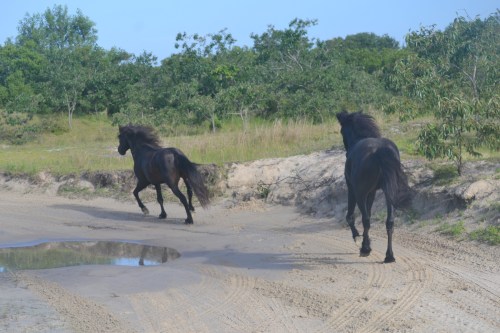running3 6-23-2013 7-50-45 AM