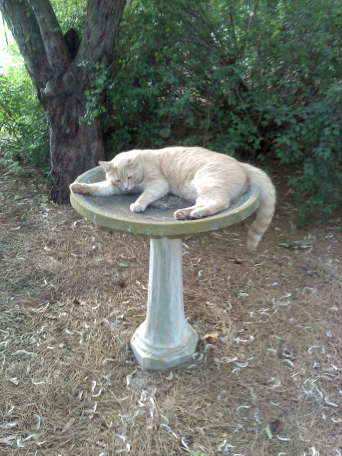 snugg1 6-19-2013 1-00-00 AM