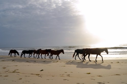 stallion and harem 6-23-2013 6-55-38 AM